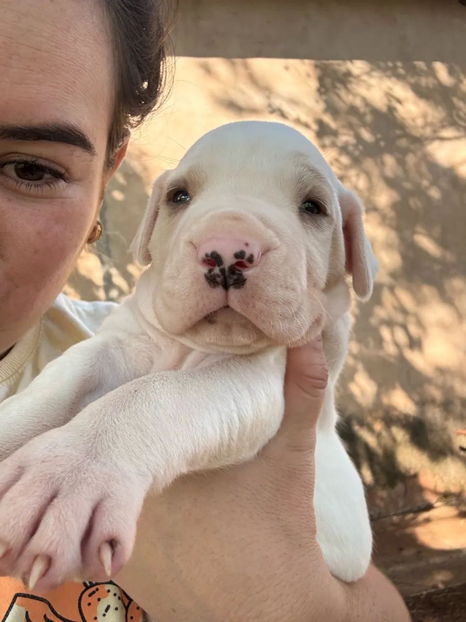 Dog argentino  - Foto 3
