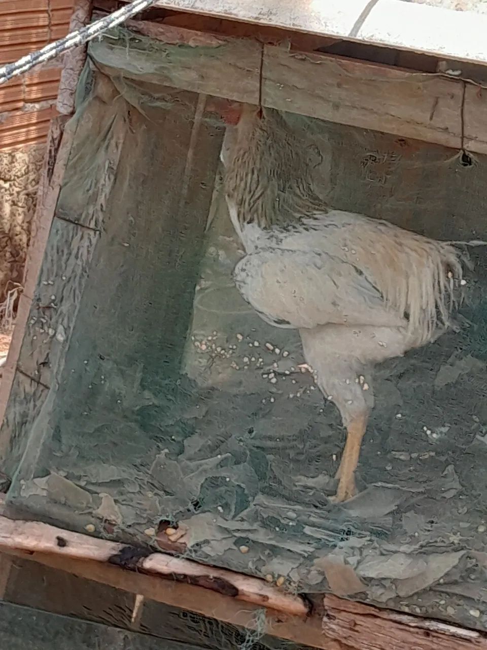 Vende-se 3 galinha e 1 galo.  - Foto 5