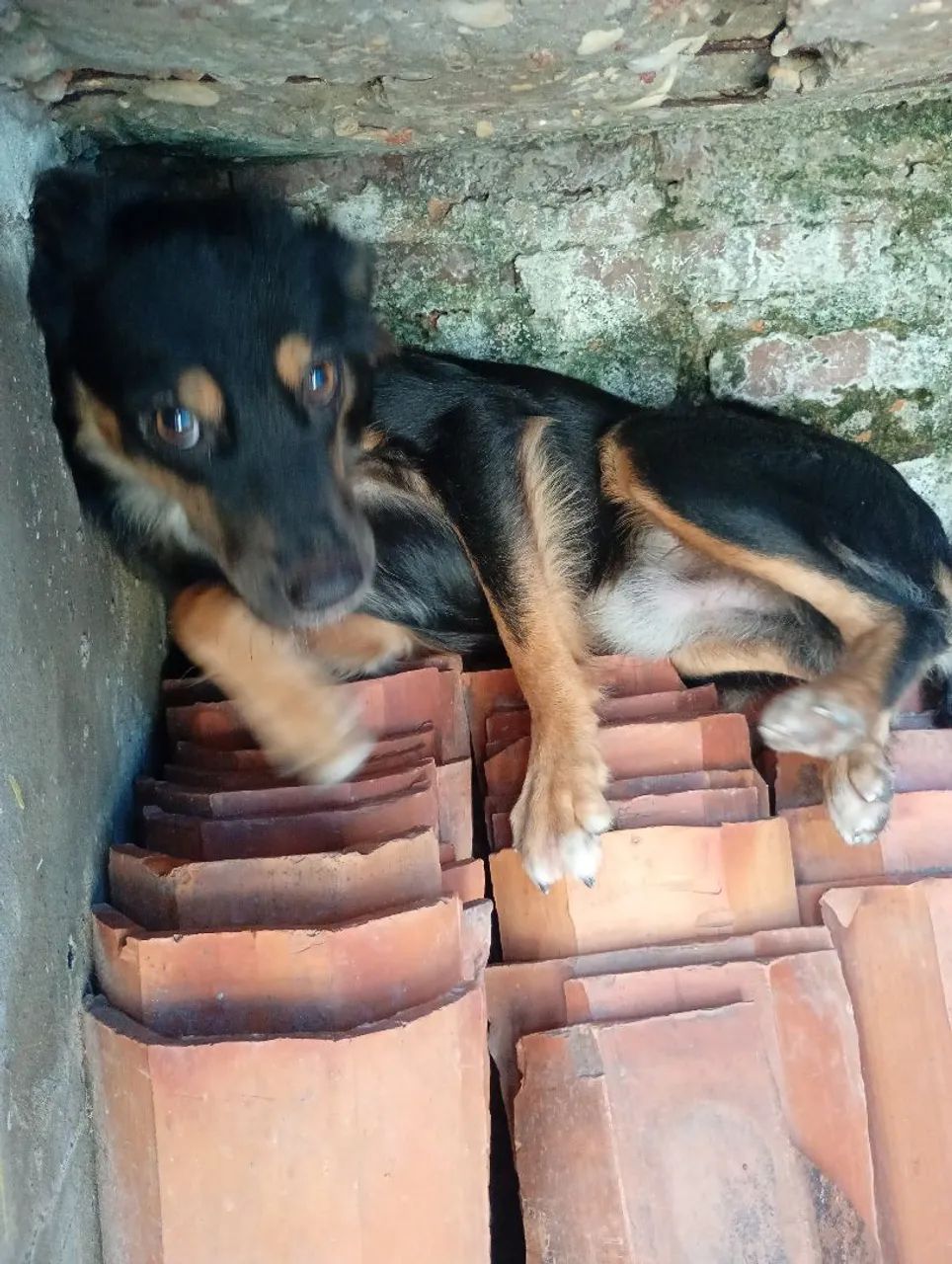 Casal de Cães para Doação  - Foto 5