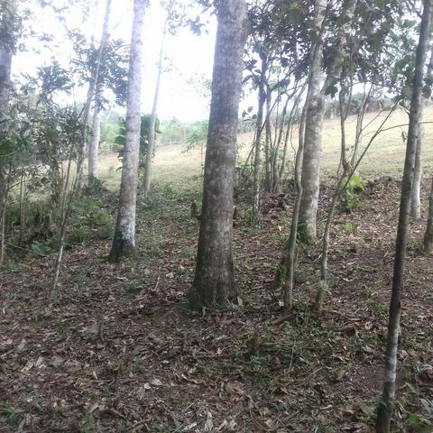 Linda área para Sítio, 10.000 m2 em ótima localização, pronto para construir - Foto 9