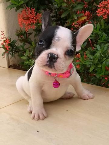 Filhotes de Bulldog Francês