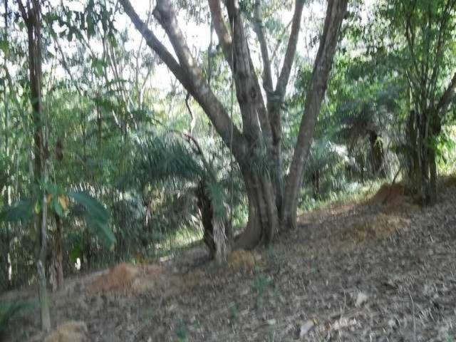 Na estrada das pedreiras,alugo chácara com 14.000 m² de área de verde. - Foto 4