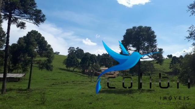 Sítio de porteira fechada em agudos do sul - pr - Foto 3