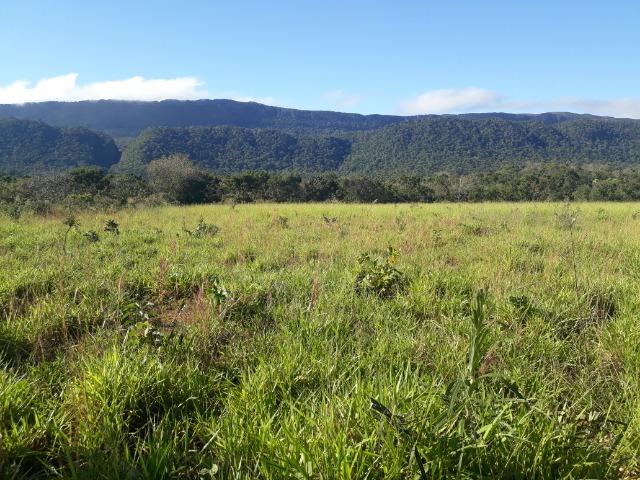 Fazenda com 784 hectares em Rosário Oeste MT - Foto 19
