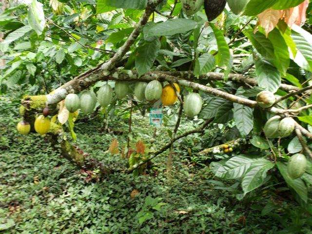 Fazenda espetacular de 284 Hectares. Predominância na PECUÁRIA de corte - Foto 12