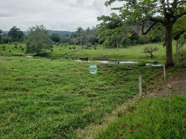 Fazenda espetacular de 284 Hectares. Predominância na PECUÁRIA de corte - Foto 10