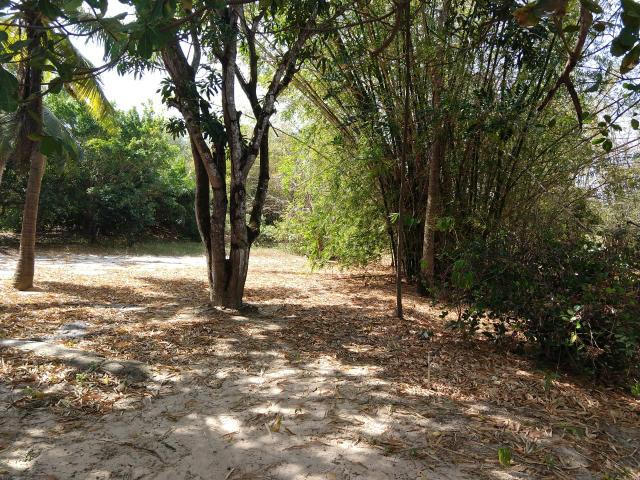 Chácara no turu- perto da sede do sampaio Correia- São luis-MA - Foto 9