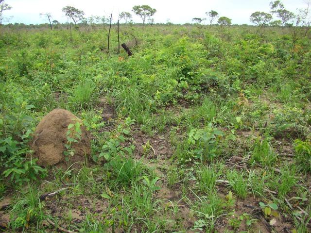 Fazenda com 1.006 hectares, com sede, aberta, para soja e milho - Foto 12