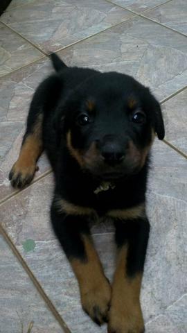 Rottweiler filhote lindo - Foto 3