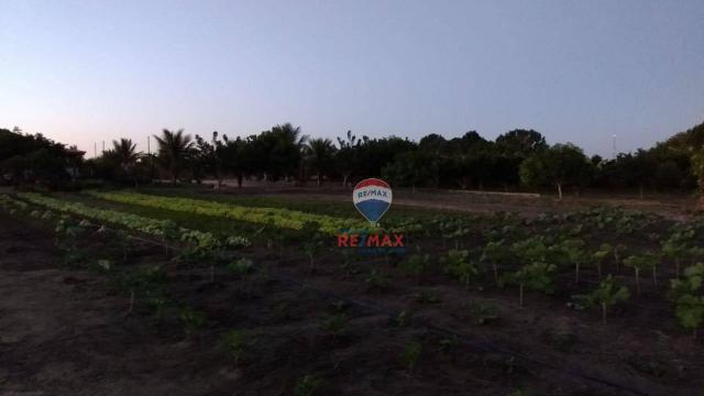 Re/max chave de ouro vende rancho produtivo com casa com 3 dormitórios à venda, 270 m² por - Foto 5