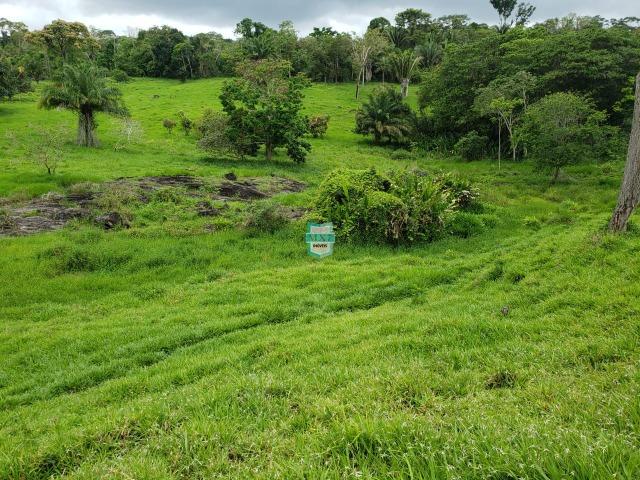 Fazenda espetacular de 284 Hectares. Predominância na PECUÁRIA de corte - Foto 19
