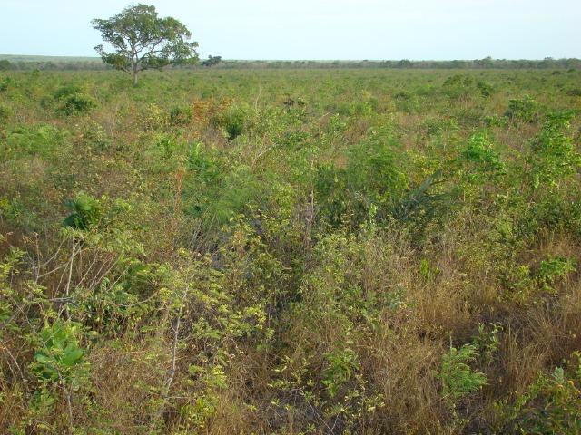 Fazenda com 1.006 hectares, com sede, aberta, para soja e milho - Foto 8