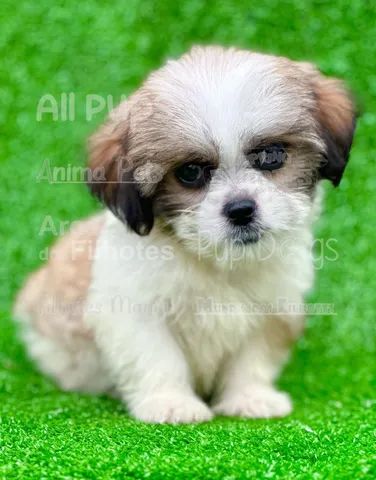 Filhotes em lojas, me chame no whatsapp hoje 