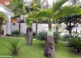 Muda De Palmeira Garrafa ou Garafão- Hyophorbe Lagenicaulis