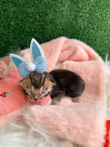 Filhote de Bengal  - Foto 3