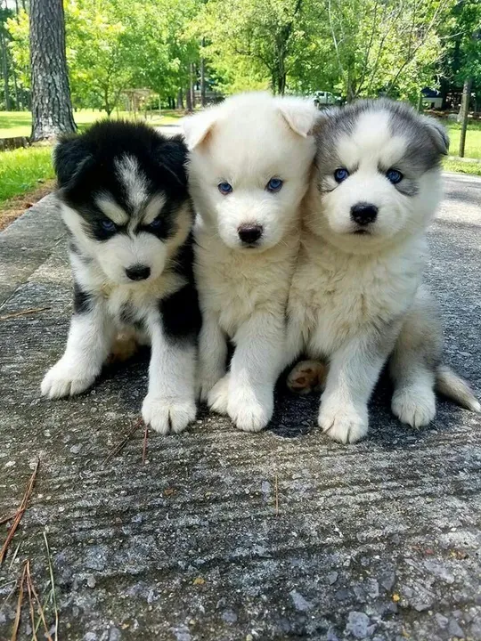filhote De Lobos Cachorros No Brasil filhote-de-lobos-cachorros-no-brasil