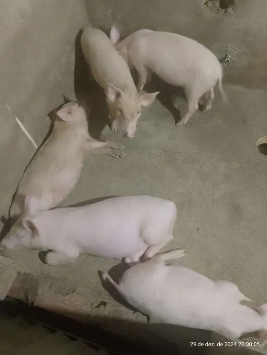 Filhotes de porco 40 dias para venda