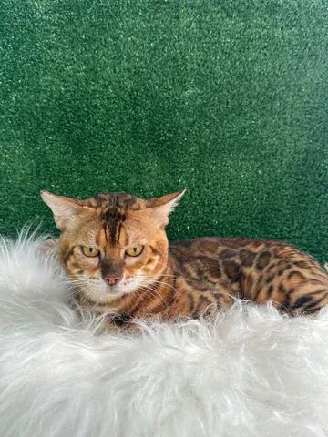 Filhote de Bengal 