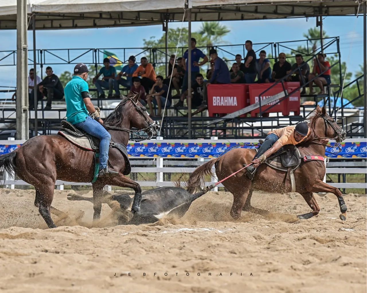 Égua Quarto de milha para vaquejada