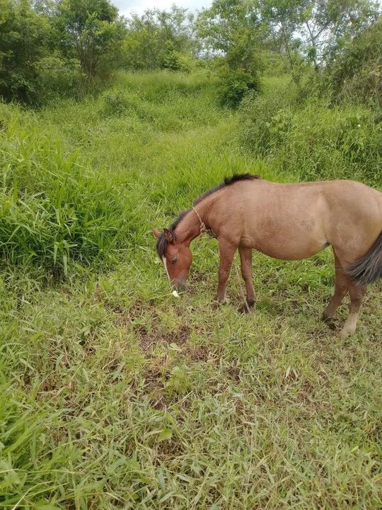 Linda potranca criola - Foto 3