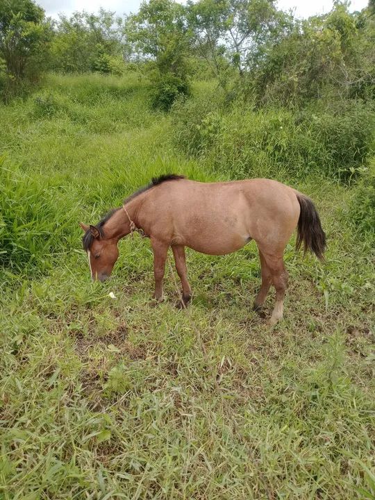 Linda potranca criola