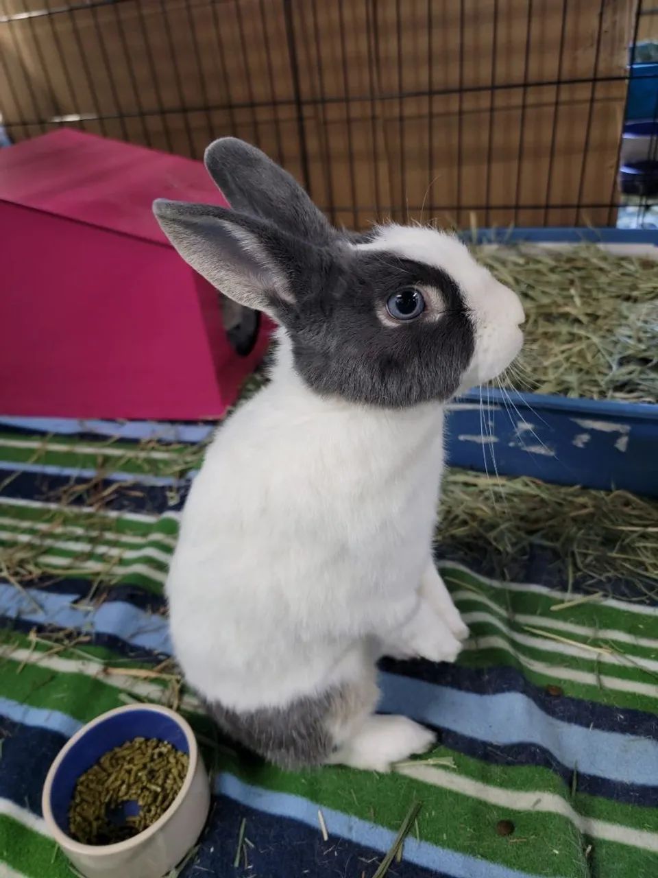 Coelhinho Fofo e Brincalhão para Adotar