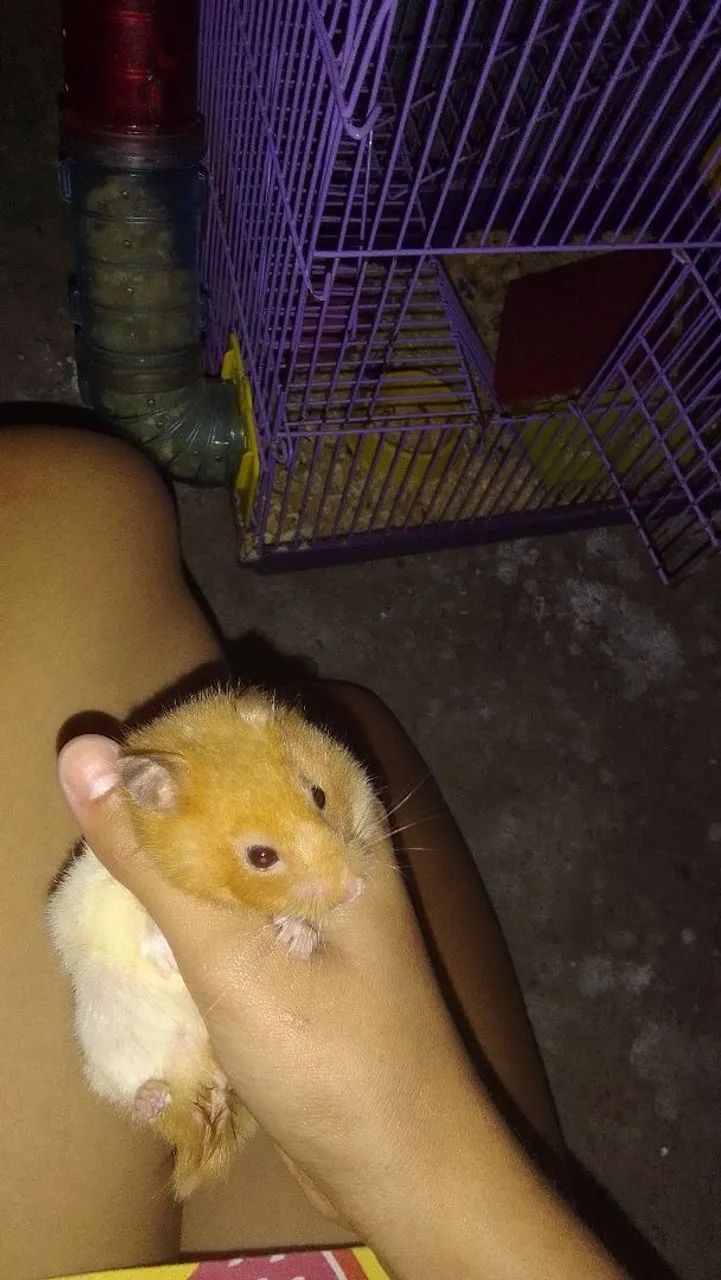 Hamster fofinho para adoção