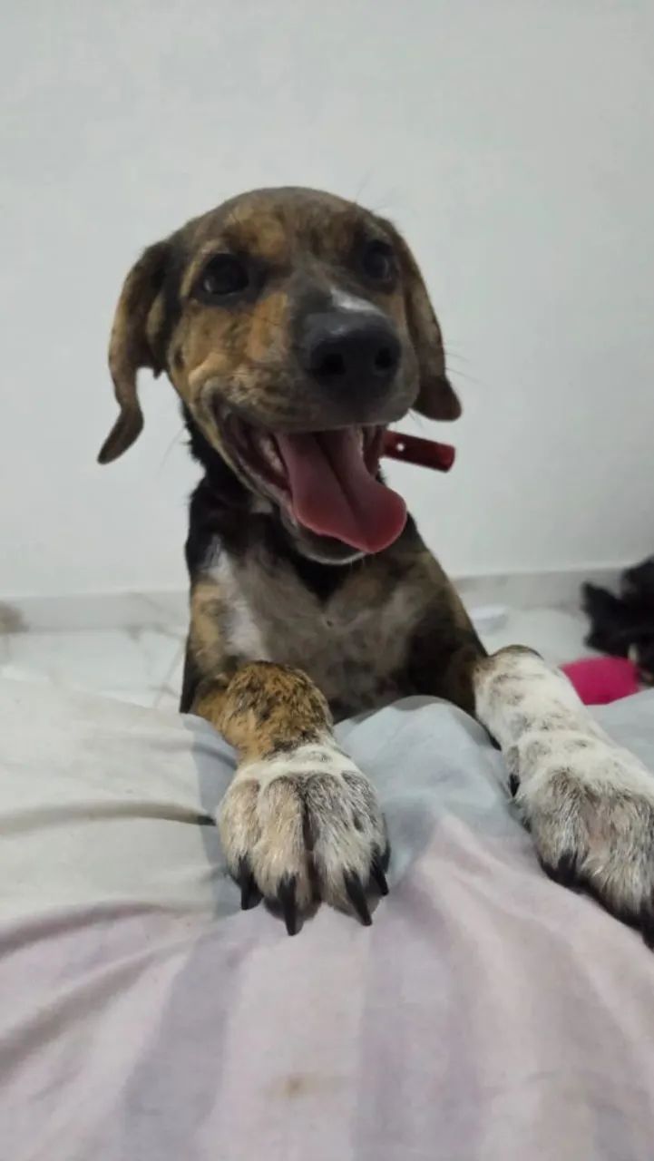 Filhote de cachorro para adoção - Foto 2