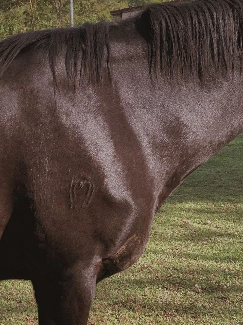 Égua Mangalarga Marchador - Foto 3