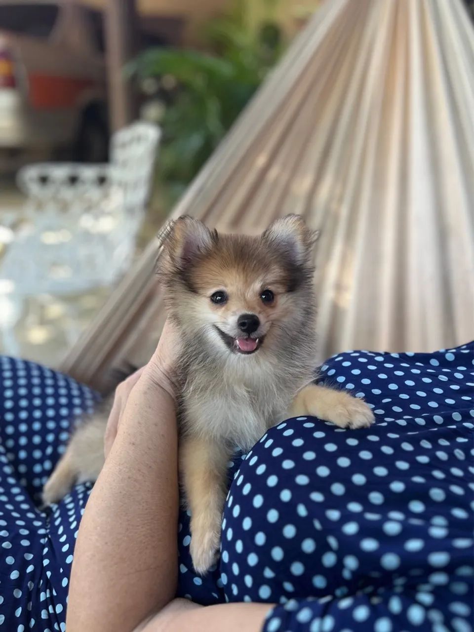 FILHOTE FÊMEA SPITZ ALEMÃO ANÃO / LULU DA POMERÂNIA - Foto 4