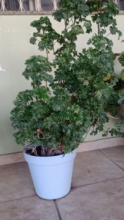 Plantas de Zamioculcas e outras . - Foto 3