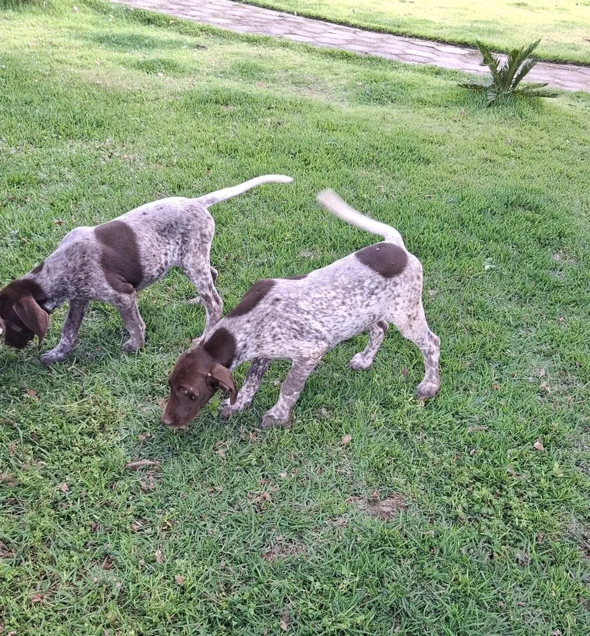 Vendo Filhotes Braco/Pointer Alemão  - Foto 3
