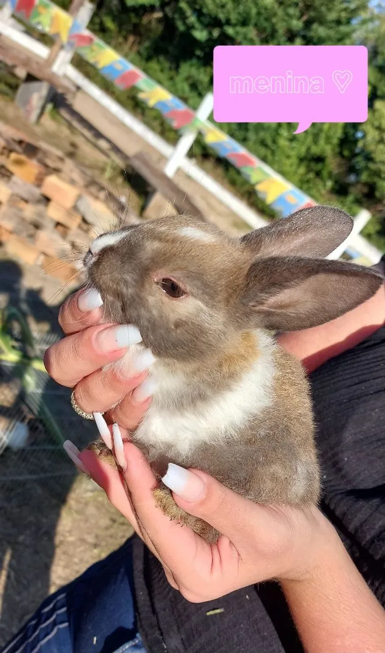 Coelha Mini Rex Holandes Bicolor