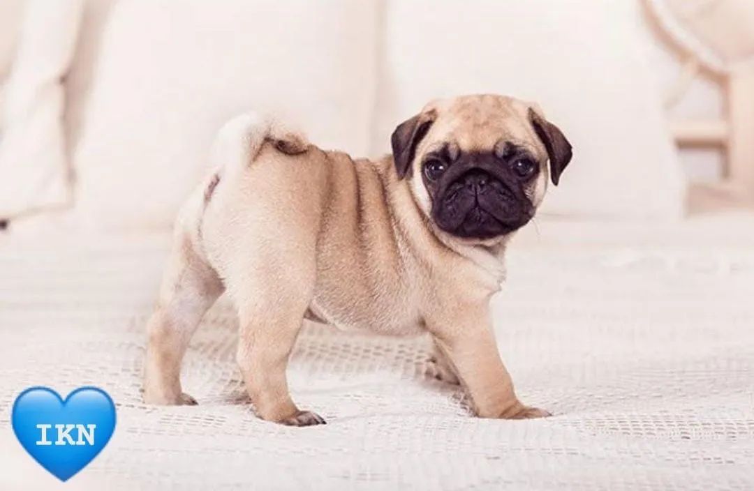 PUG - Foto 2