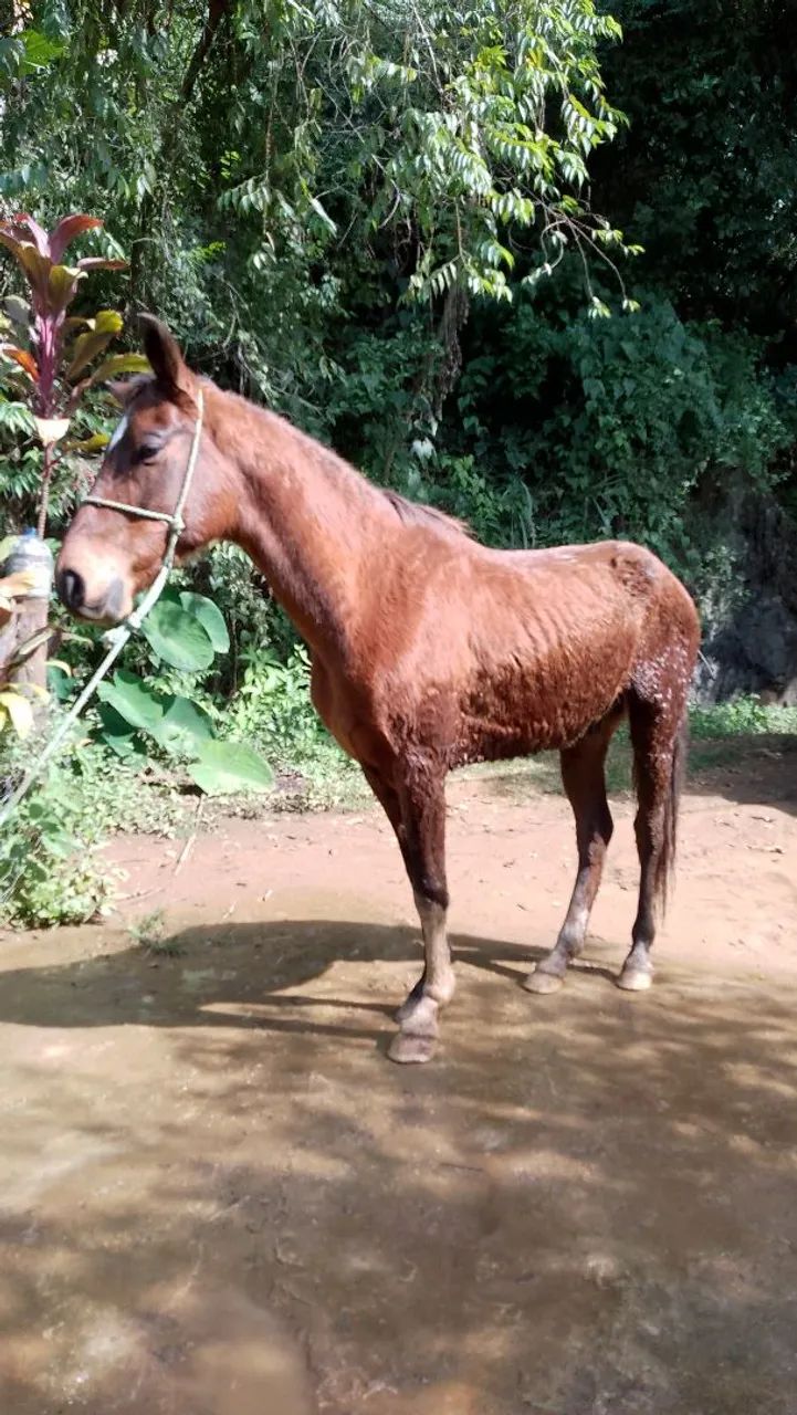 Cavalo marcha batida top - Foto 4