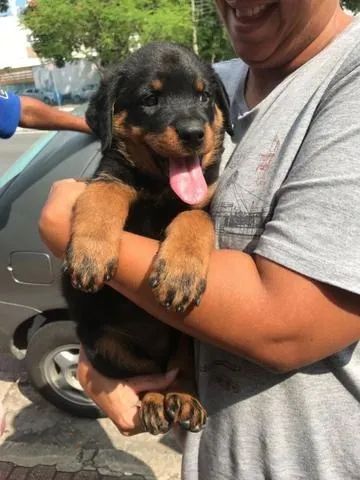 Rottweiler machinho com 54 dias padrão cabeça de Touro com pedigree vacinado com v10