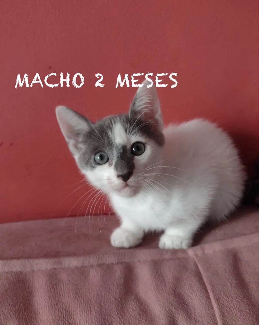 Adoção responsável gato macho e fêmea - niterói / são gonçalo  - Foto 3