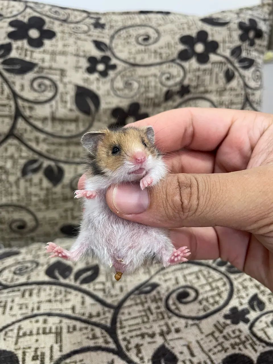 Hamster sírio filhotes - Foto 4