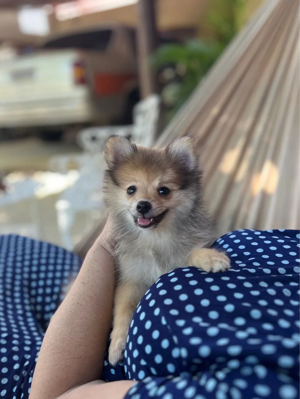 FILHOTE FÊMEA SPITZ ALEMÃO ANÃO / LULU DA POMERÂNIA - Foto 5