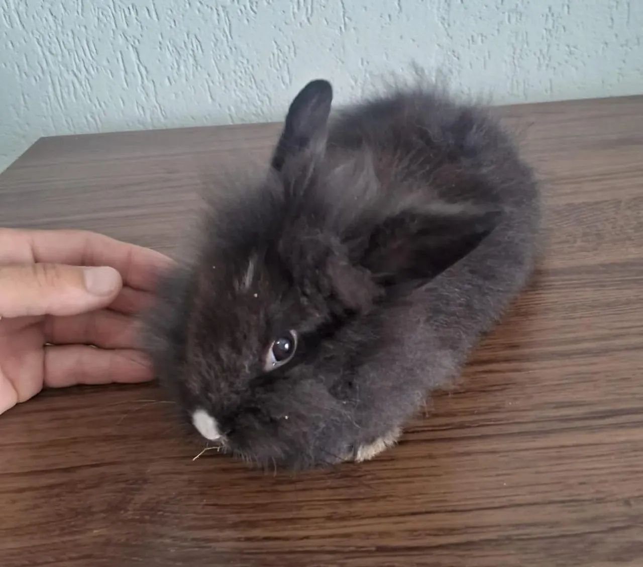 Vendo mini coelhos  - Foto 4