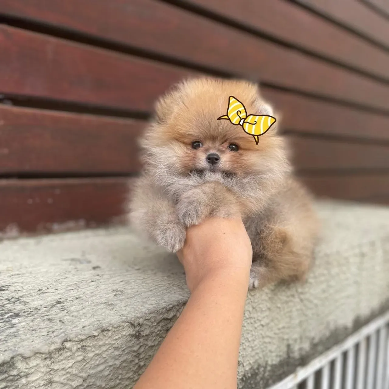 Lulu da Pomerânia Fêmea Anã Pedigree CBKC