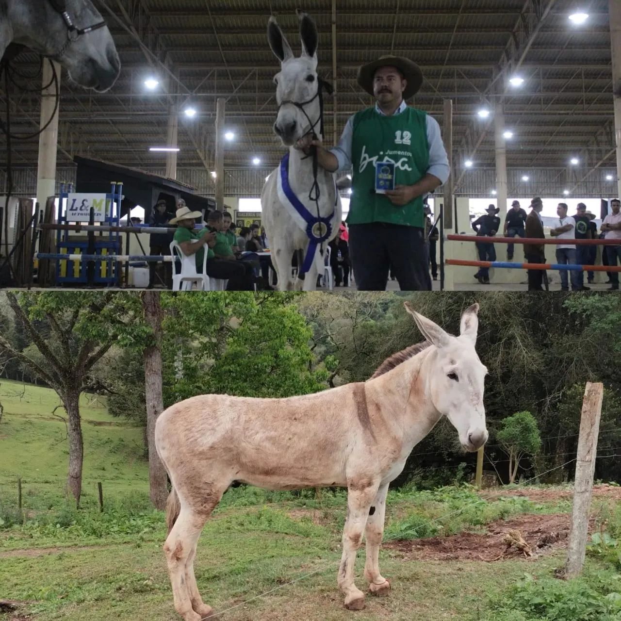 Égua manga larga  - Foto 4
