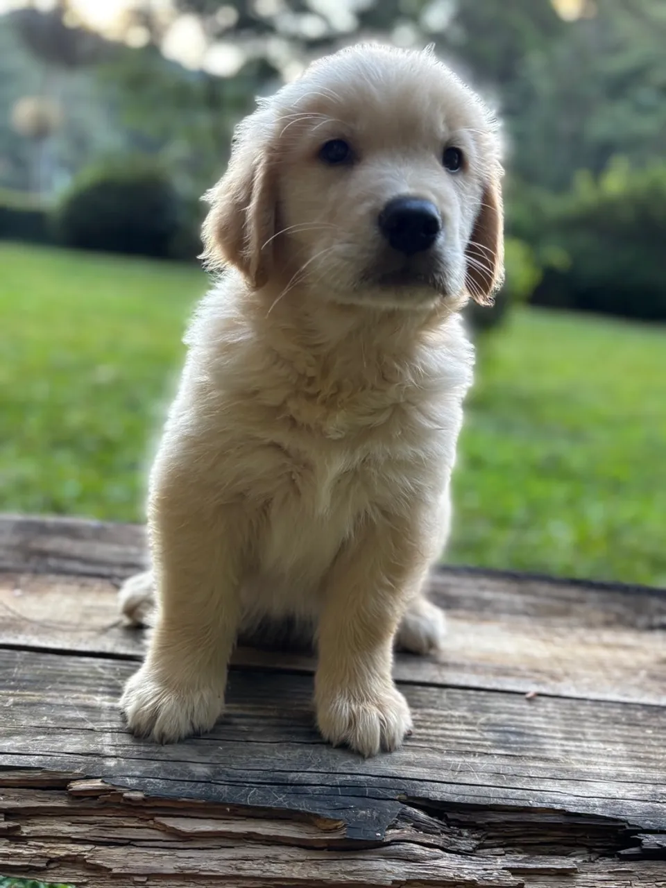 Golden Retriever filhote