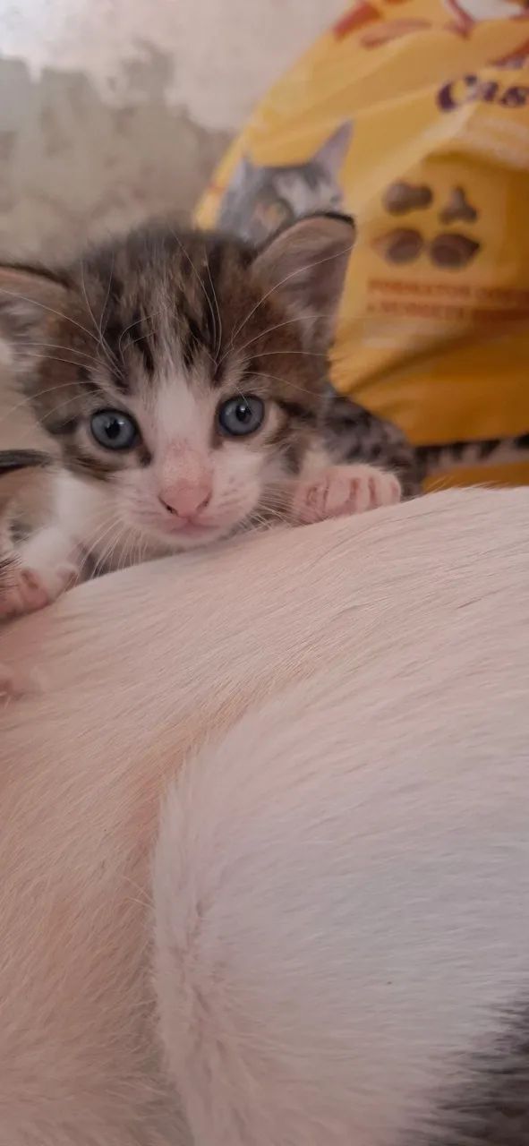 Doa-se gatinhos  machos  - Foto 5