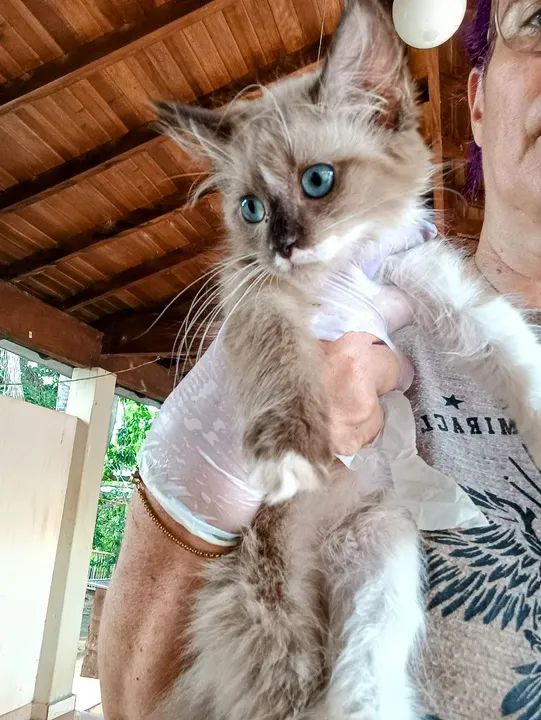 Ragdoll Brown machos - Foto 2