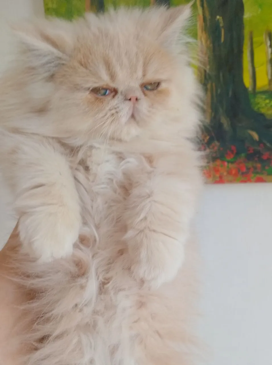 Gatinho Persa Macho - $1.200