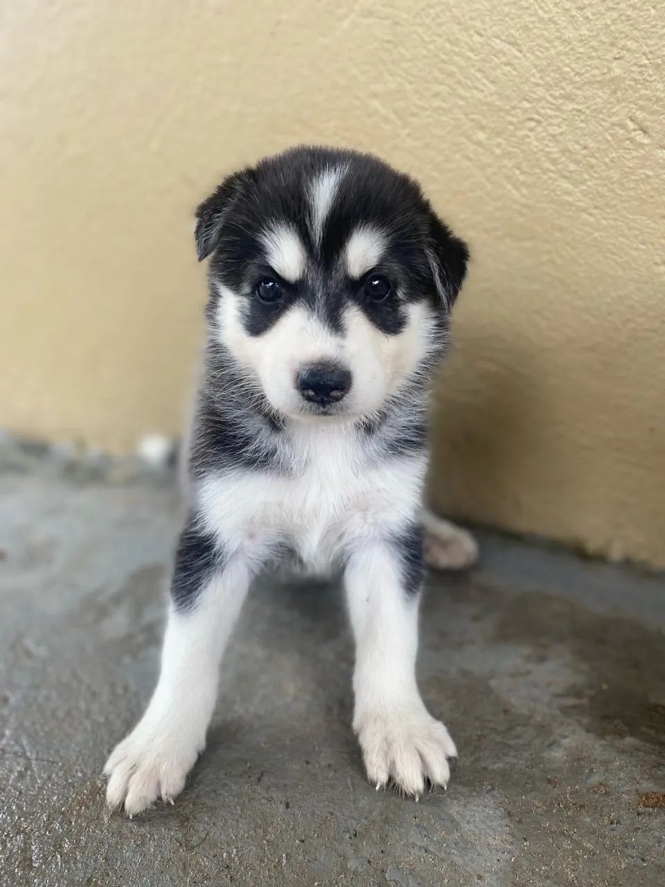 Filhote de Husky Siberiano - Foto 3