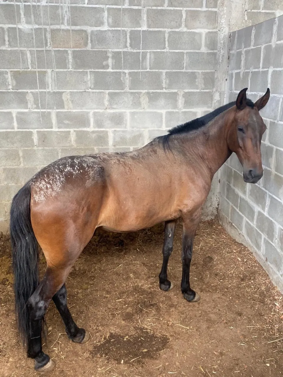 Cavalo para venda