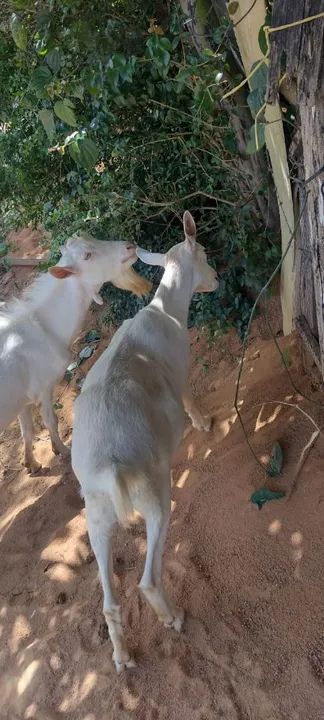 Cabra leiteira raça Saanen prenha  - Foto 5