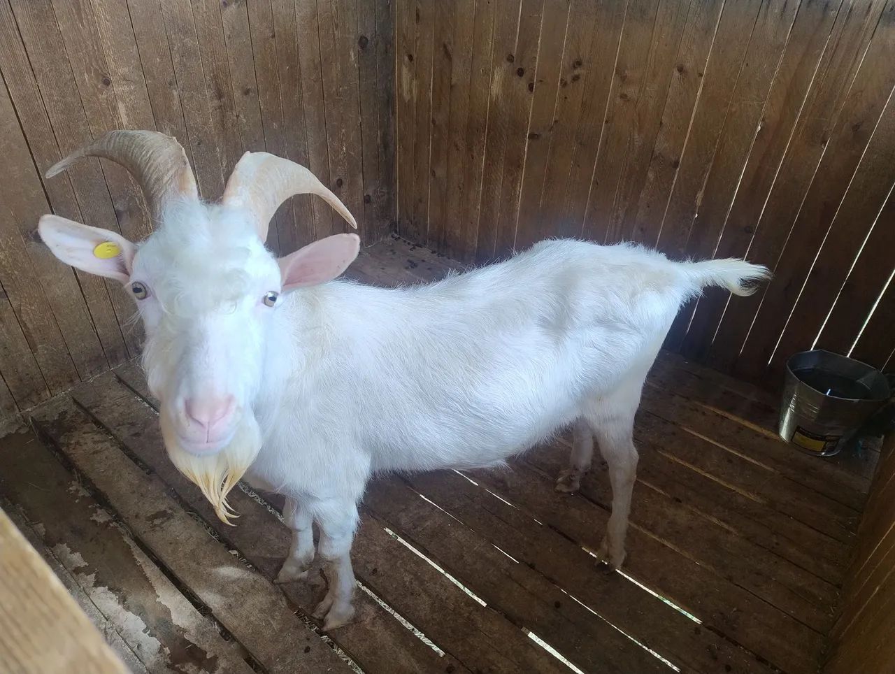 Cabras com filhotes raça saneen  - Foto 6